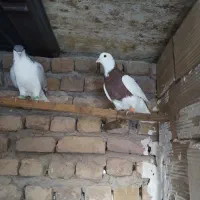 کبوتر