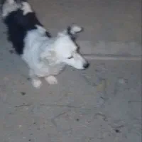 سگ پاکوتاه