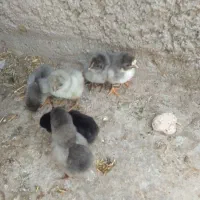 فروش جوجه طوسی وگلین درجه یک فارسان