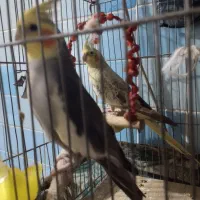 عروس هلندی جفت