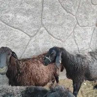 گوسفند شیشک یه شکم