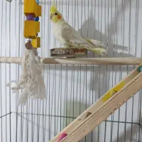 عروس هلندی با تمام امکانات