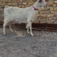 بز سانن