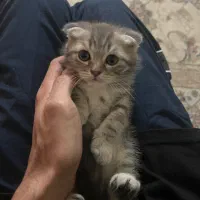 واگزاری بچه گربه اسکاتیش