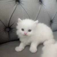 آماده تحویل تا 1هفته 14تخفیف پای مامعله