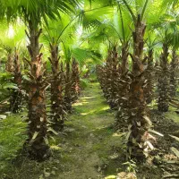 نگهداری ،فضای سبز طراحی نوین