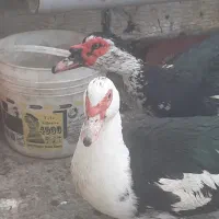اردک پروازی و اسراییلی و دورگ و پکنی