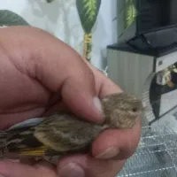 جوجه سهره قناری