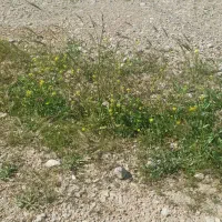 زمین نهضت ملی