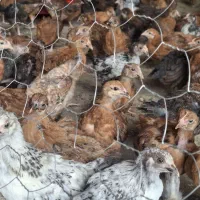 مرغ و خروس گلپایگانی
