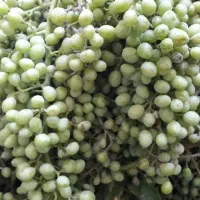 غوره انگوره ریش بابا