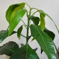 گل طبیعی نهال انبه