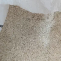 برنج عنبر بو محلی  ایلام دره شهر کاشت دره شهر