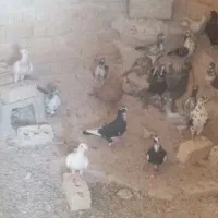 کبوتر جفتی