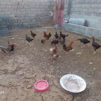 مرغ خانگی