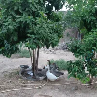 غاز دورگه