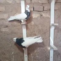 طوقی|پرنده|رفسنجان, |دیوار