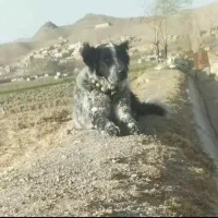 سگ لاس گله ای