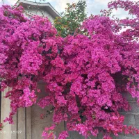 گل کاغذی بسیار خوش رنگ