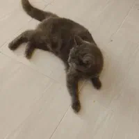 گربه