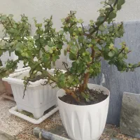 درخچه|گل و گیاه طبیعی|گرمی, |دیوار