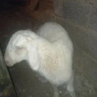 بره نر چاق‌.    .