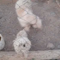 سگ خانگی
