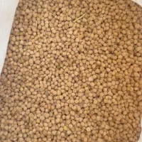 نخود تمیز برداشت امسال