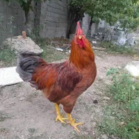 خروس