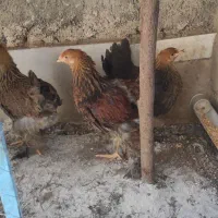 برهما پاتریچ اصل نیمچه