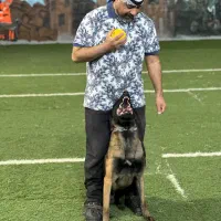 سگ آموزش دیده