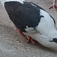 کفتر گمشده