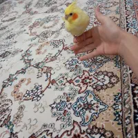 عروس هلندی