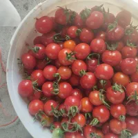گوجه گیلاسی محلی