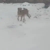 توله یک ساله