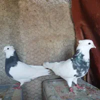 طوقی