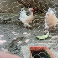۲عدد مرغ برهما اصل تخمگذار
