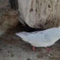 دمبی|پرنده|اهواز, کمپلو شمالی|دیوار