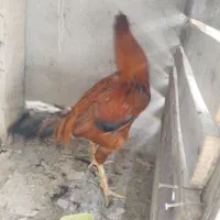 مرغ و خروس لاری