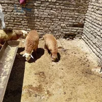 چهار تا بره. نقلی. ۳تا نر ۱ ماده