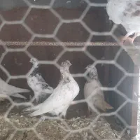 کبوتر