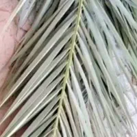 پیش نخل خرما بلندوپهن مخصوص آلاچیق وسایل بان