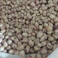 لوبیا چیتی
