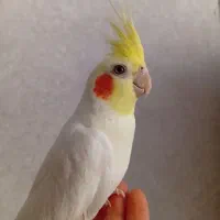 عروس هلندی نر