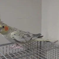 عروس هلندی مرواریدی نر  و ماده