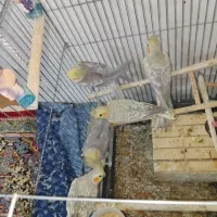عروس هلندی