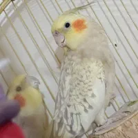 جفت عروس هلندی و قفس رایگان میدم