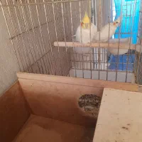 عروس هلندی