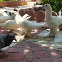 کبوتر کله زر باخت رفته
