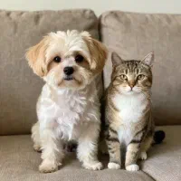 غذای سگ‌و‌گربه‌ با‌کیفیت